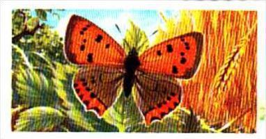 Brooke Bond Tea British Butterflies No 35 Small Copper