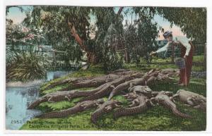 Feeding Alligators Farm Los Angeles CA 1910c postcard