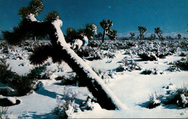 California Joshua Tree Forest In Winter