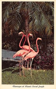 Flamingos Flamingos, Miami's Parrot Jungle Miami, Florida, USA Unused