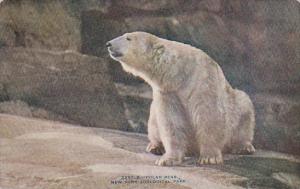 Polar Bear New York Zoological Park