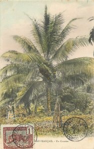 French Congo coconut tree postcard 1905
