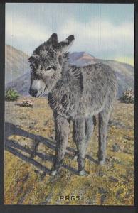 Rags Mule Post Card 5112