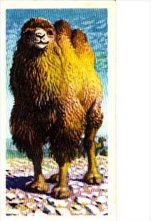 Brooke Bond Trade Card Asian Wildlife No 45 Bactrian Camel