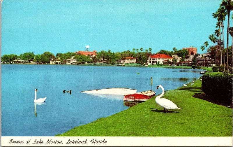 Lake Morton Lakeland Florida Swans Scenic Palm Trees Chrome WOB Postcard 