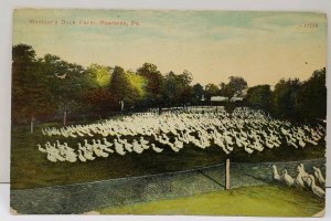 Waynesboro Pa, MENTZER'S DUCK FARM Roadside Pa Postcard D4