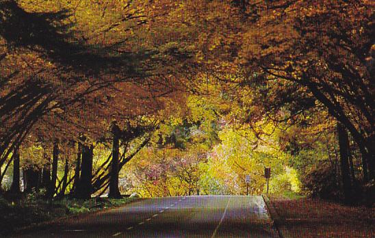 Stanley Park Street Scene Vancouver Canada