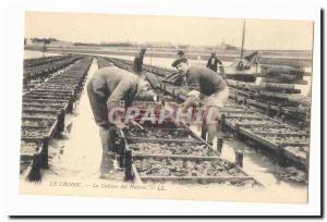 Le Croisic Old Postcard Growing oysters (oyster farming) TOP