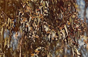 Monarch Butterfly San Simeon, California USA View Postcard Backing 