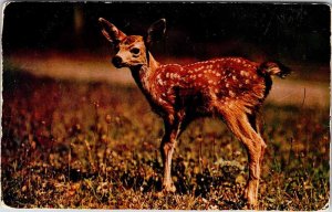 Postcard ANIMAL SCENE Hornell New York NY AK8157