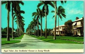 Royal Palms Line Residential Avenues In Sunny Florida FL Chrome Postcard I8