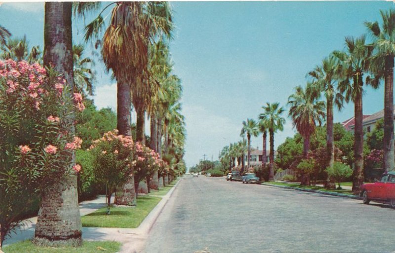 Galveston TX, Texas - Oleander Flowers and Palms on Residential Street