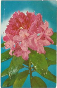 Rhododendron, Vintage 1961 Chrome Postcard, Pray For Peace Slogan Cancel