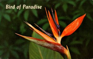 Hawaii Beautiful Bird Of Paradise