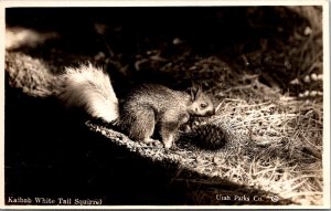 RPPC, Kaibab White Tail Squirrel, Utah Parks Vintage Postcard O75