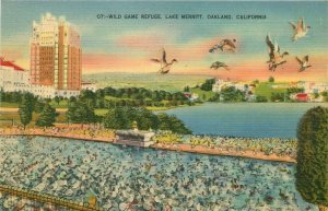 Wild Game, Lake Merritt, Oakland California Vintage Postcard