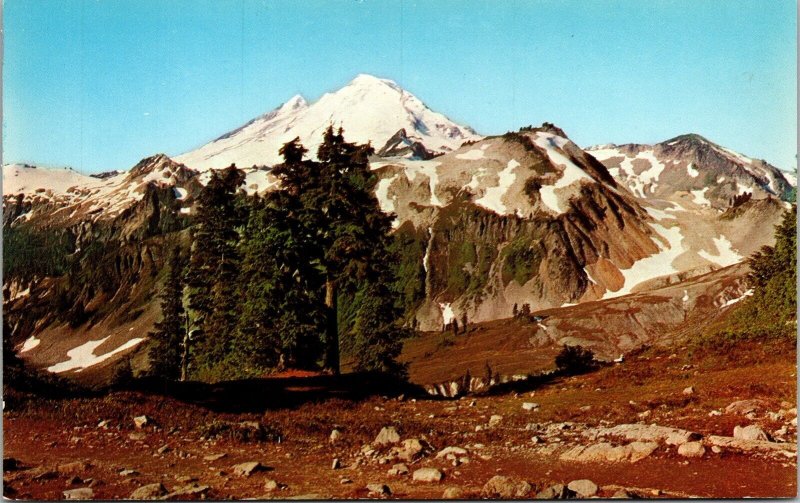 Snow Capped Mount Baker National Forest Northwest Washington WA Postcard VTG UNP 