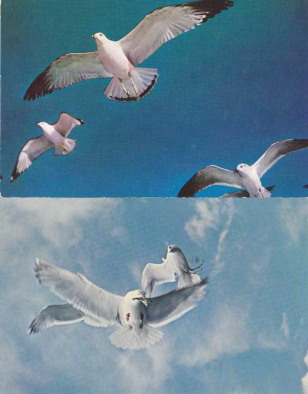 (2 cards) Seagulls - Birds - Flying and fighting over Herring