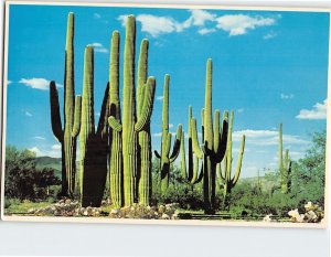 Postcard Family Group of Saguaros Arizona USA