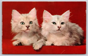 Animal~Mr & Mrs~Photo Of Gray & White Cats On Red Background~Vintage Postcard