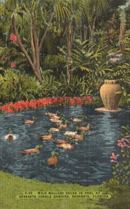 Vintage Postcard 1930's Wild Mallard Ducks in Pool Sarasota Jungle Gardens Fla.