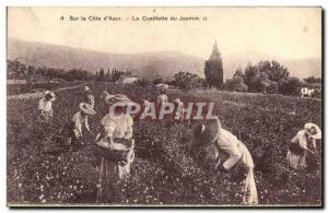 Old Postcard Collection Jasmine Cote d & # 39Azur