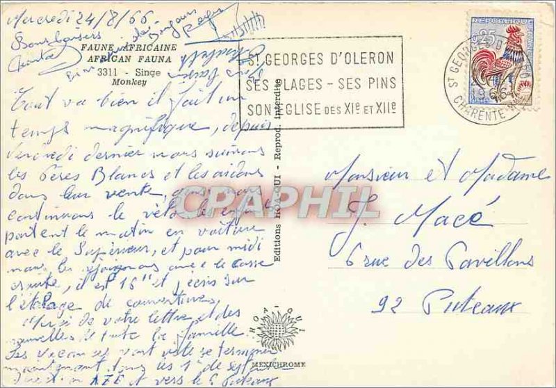 Postcard Modern African Wildlife Monkey Monkey