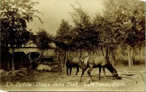 RPPC Elk Pasture Lake Itasca State Park Minnesota  Real Photo Postcard Defender