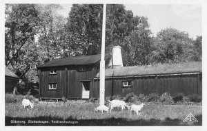 Goteborg Sweden Slottskogen  Goats Real Photo Vintage Postcard JF685796