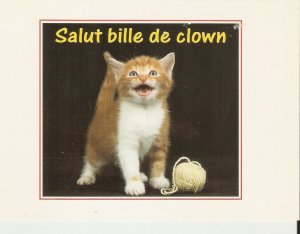 Kitten with wool ball  Modern French  photo postcard