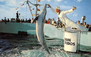 Marineland of Florida Members of the Porpoise Colony Marineland FL 