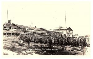 RPPC Postcard Drying Salmon Fort Yukon Alaska Cann's Fairbanks Alaska