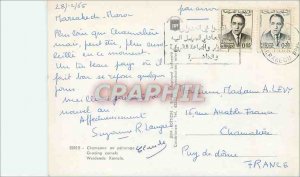 Modern Postcard Camels in pasture