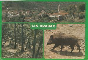 BF27082 ain draham pig wild  tunisia   front/back image