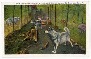 Lobo Wolves, Kane PA