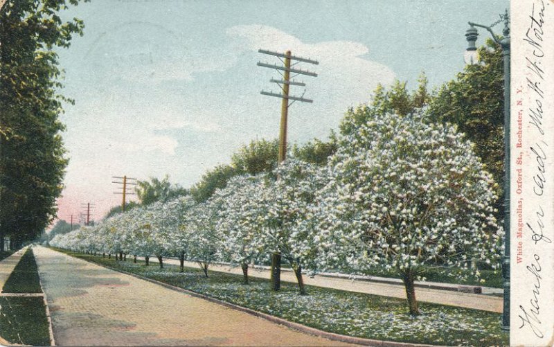 White Magnolias on Oxford Street Rochester NY New York DPO Lime Rock CT 1905 UDB