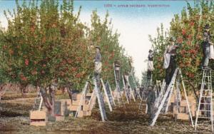 Washington Typical Apple Orchard