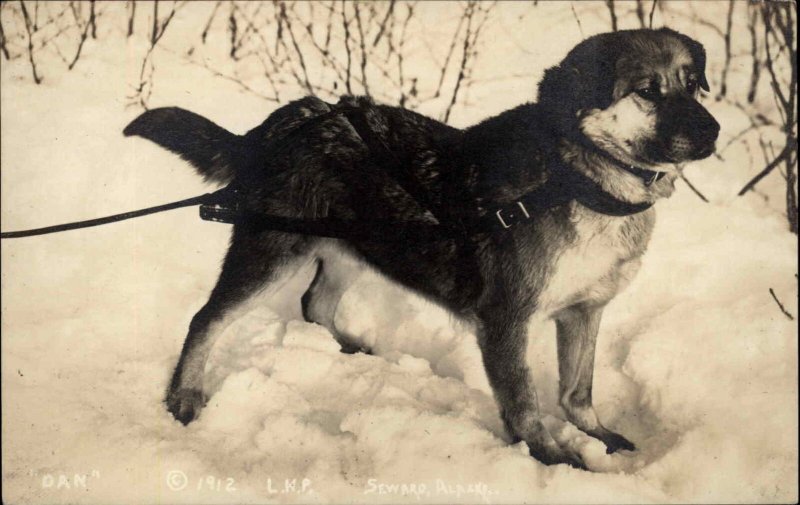 Seward Alaska AK Dan Sled Dog in Harness Real Photo c1910 Vintage Postcard