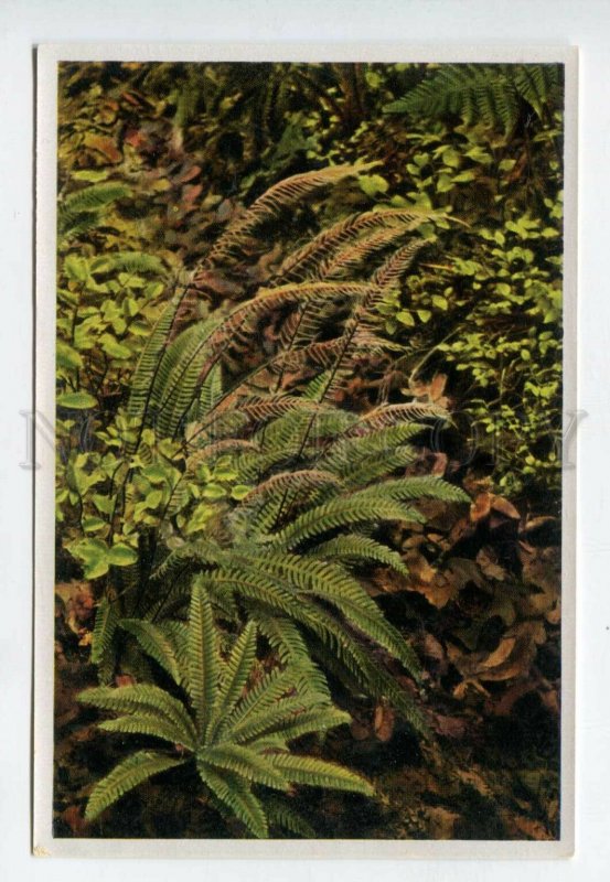 427949 Flower Blechnum Spicant Vintage Sammelwerk Tobacco Card w/ ADVERTISING