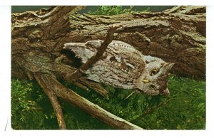 Birds - Screech Owl