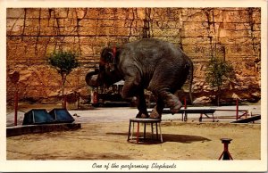 Performing Elephant at San Antonio Zoo TX Vintage Postcard V42