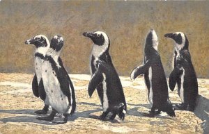 Group Of Penguins Penguin Unused 