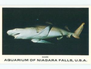 Pre-1980 SHARK AT THE AQUARIUM TOURIST ATTRACTION Niagara Falls NY E5647