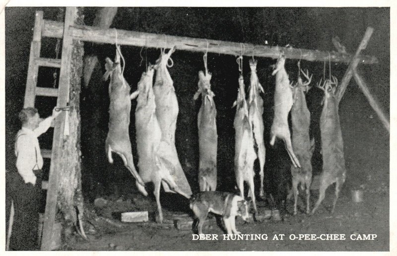 Vintage Postcard 1948 View of Deer Hunting at O-Pee-Chee Camp Ontario Canada CAN 