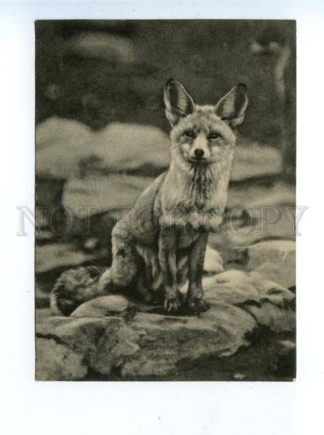 159729 Moscow ZOO Fox Turkmen Vintage Russian PC