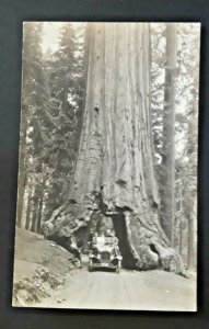 Mint Vintage Yosemite Valley California Wawona Tunnel Tree Sequoia Old Car RPPC