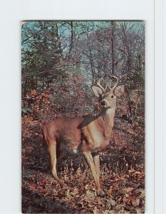 Postcard A White Tail Buck in the Forest