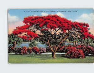 Postcard A Royal Poinciana Tree In Full Bloom Palm Beach Florida USA