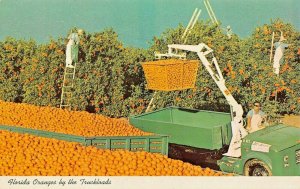 FLORIDA~PICKING ORANGES BY TRUCKLOAD~LOT OF 2 POSTCARDS
