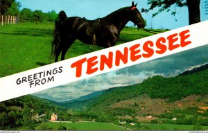 Tennessee Greetings With Tennessee Walking Horse At Tanner's Stock Farm